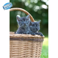 Kattungar