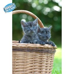 Kattungar