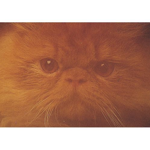 Katt ansikte