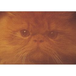 Katt ansikte