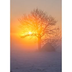 Julkort – Sol i trädkrona