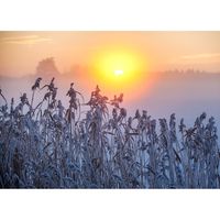 Julkort – Sol i vass