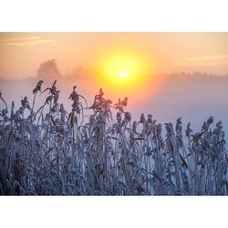 Julkort – Sol i vass