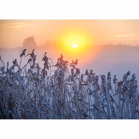 Julkort – Sol i vass