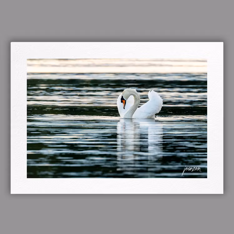 Joanzon Art - Svan – Spegling - A4 tavla