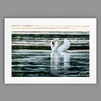 Joanzon Art - Svan – Spegling - A4 tavla