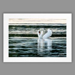 Joanzon Art - Svan – Spegling - A4 tavla