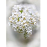 Äppelblom i mängder