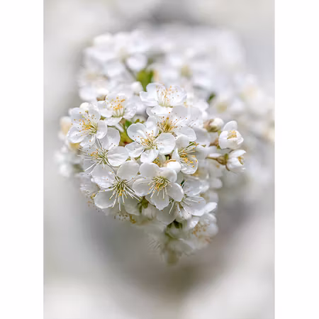 Äppelblom i mängder