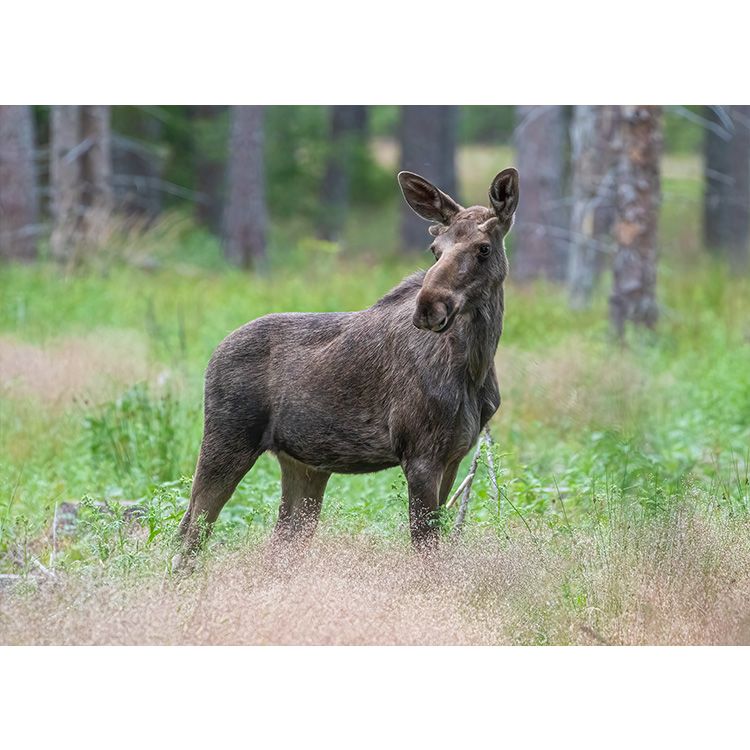 Älg