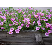 Rosa Petunior