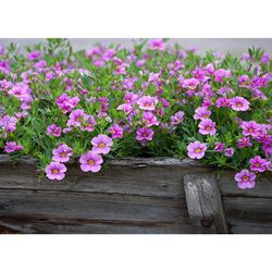 Rosa Petunior