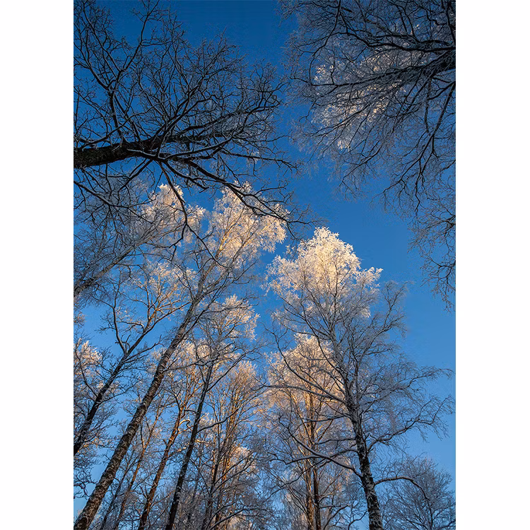 Träd mot blå himmel – Vinter