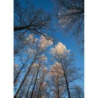 Träd mot blå himmel – Vinter