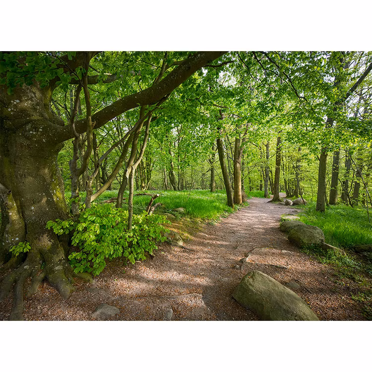 Bokskog - Stenshuvuds nationalpark
