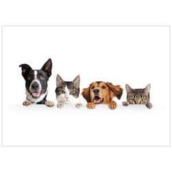 Hund och katt gänget