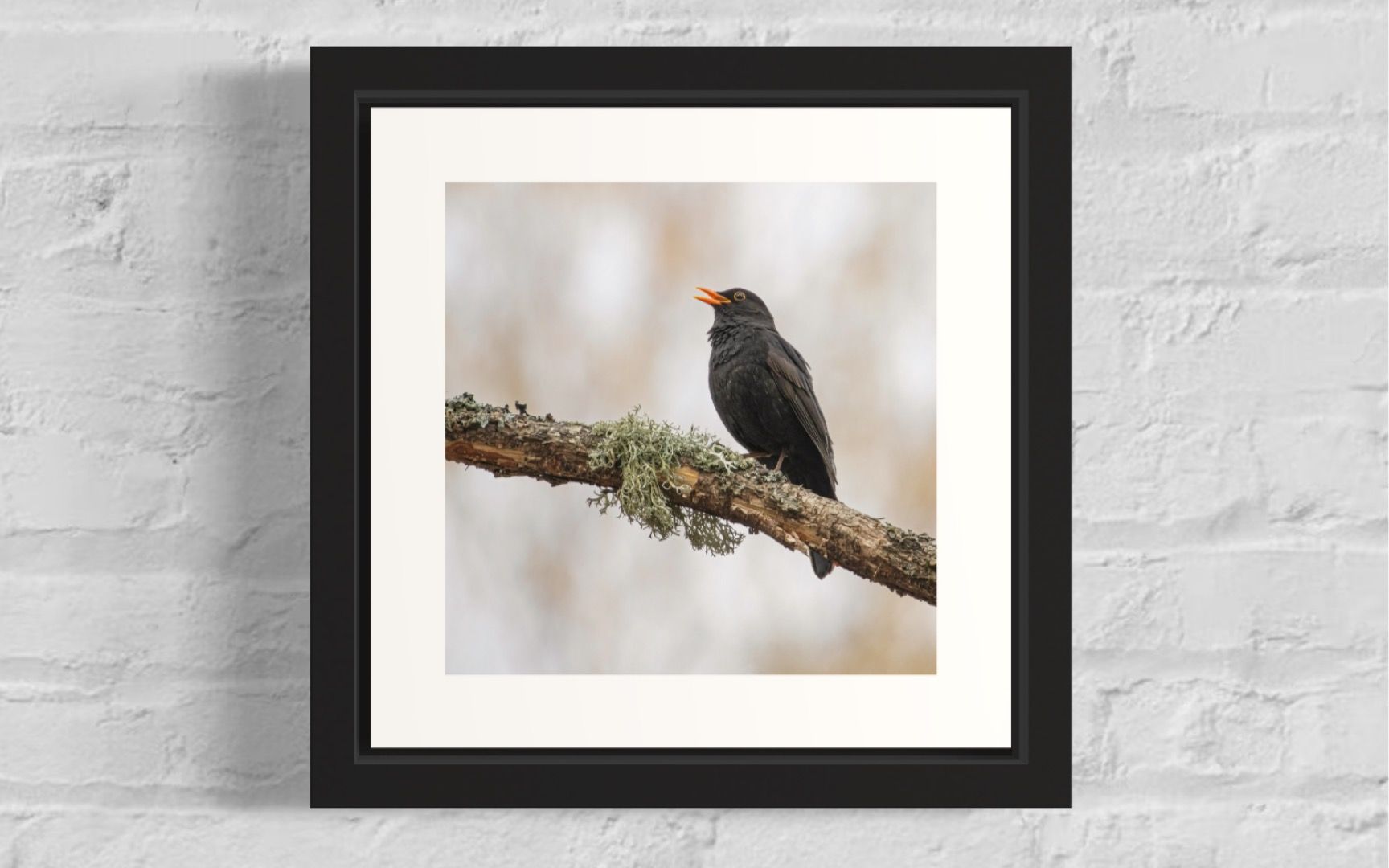 Koltrast 1 - Fineart