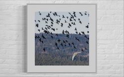 Svartvitt - fineart