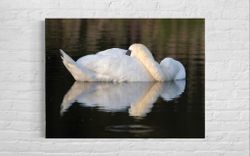 Sleeping Swan - canvas