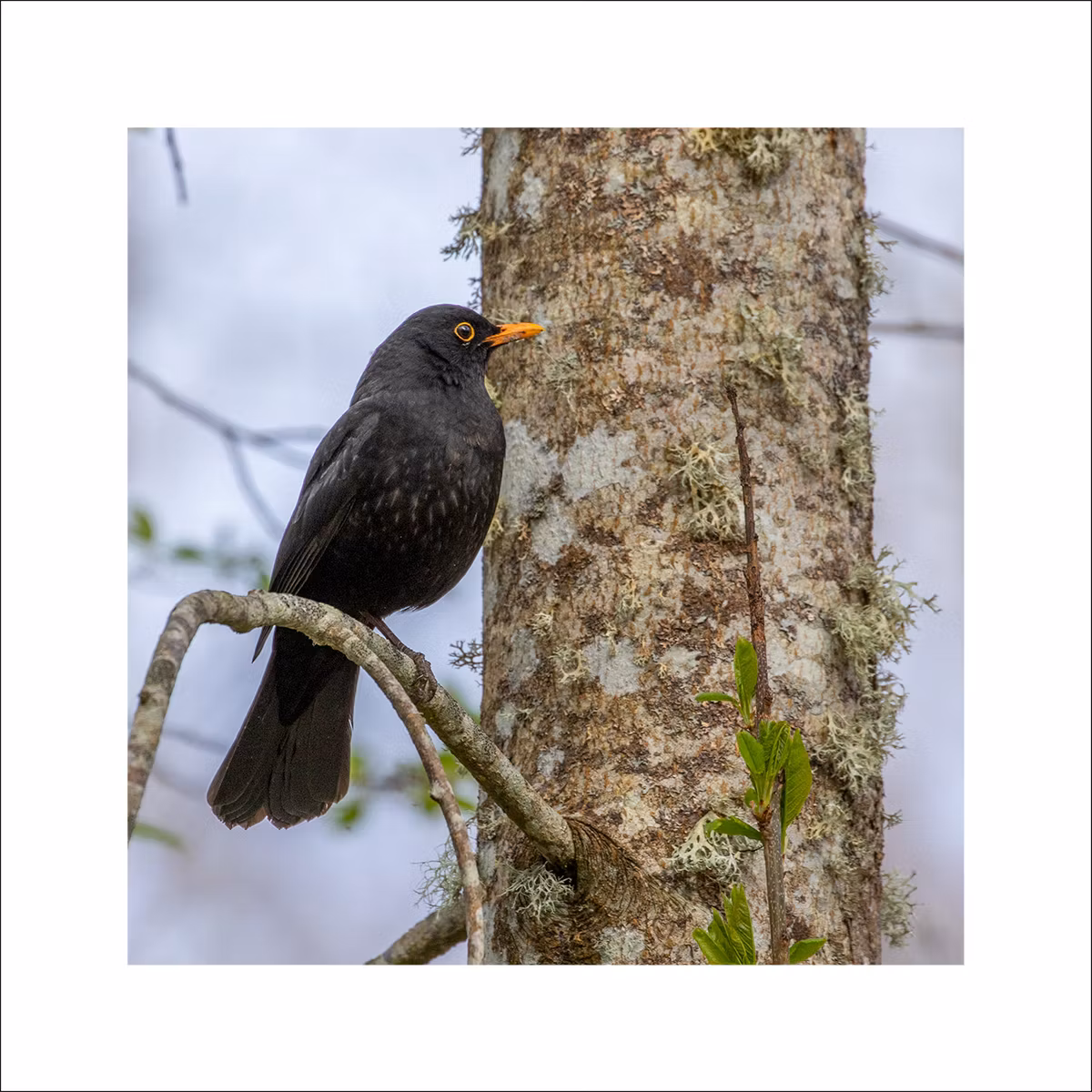 Koltrast 2 - Fineart