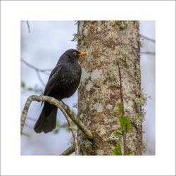 Koltrast 2 - Fineart