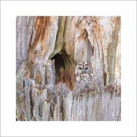 Kattuggla 1 - Fineart