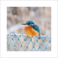 Kungsfiskare 1 - Fineart