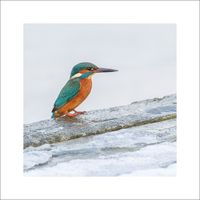 Kungsfiskare 2 - Fineart