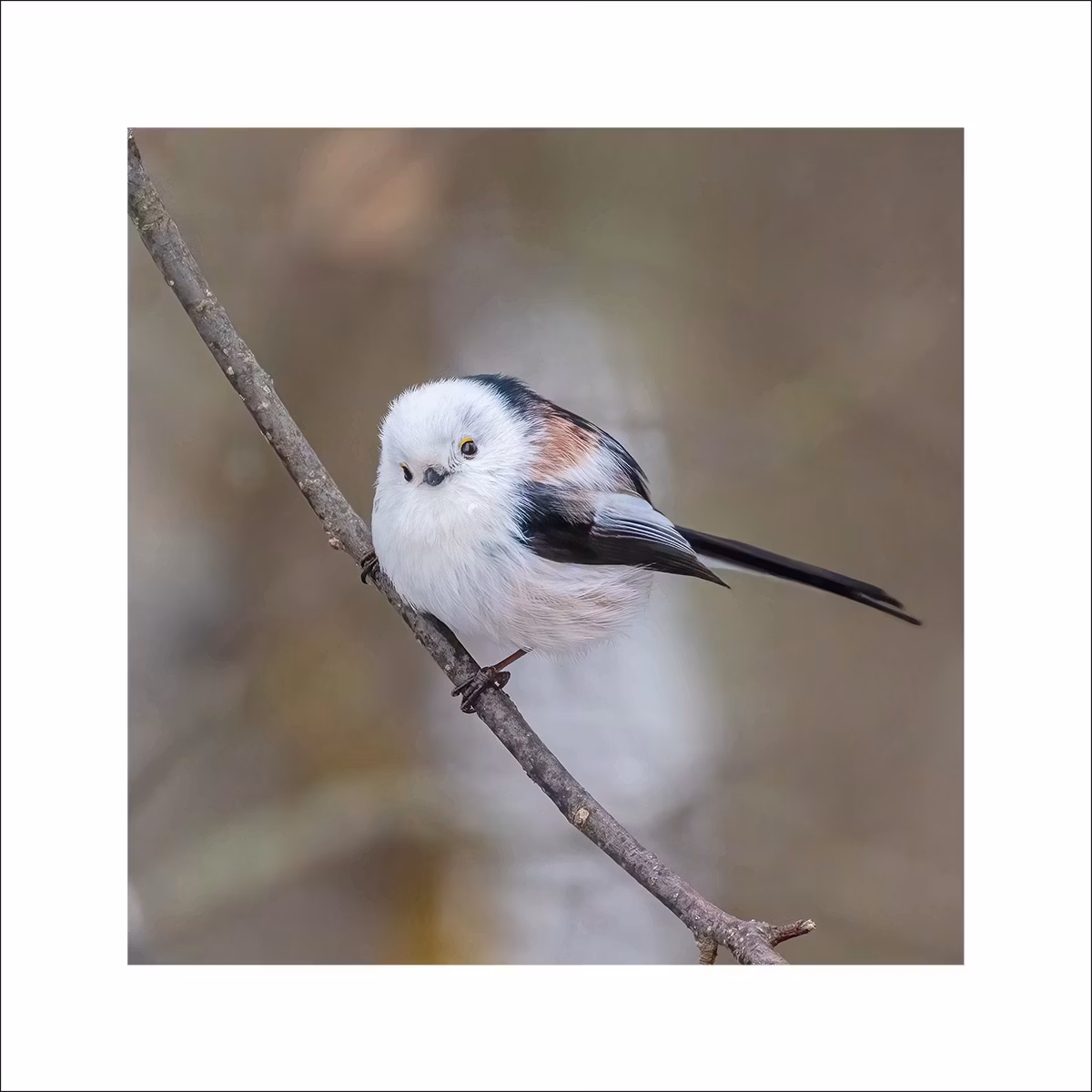 Stjärtmes - Fineart