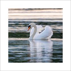 Svan 1 - Fineart