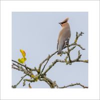 Sidensvans 2 - Fineart