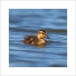 Gräsand 2 - Fineart