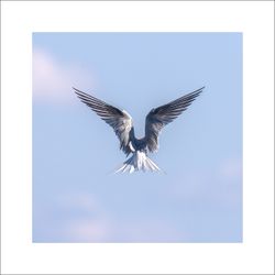 Fisktärna 2 - Fineart