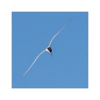 Fisktärna 3 - Fineart
