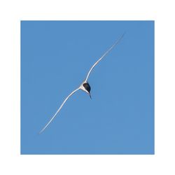 Fisktärna 3 - Fineart