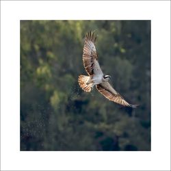 Fiskgjuse 2 - Fineart