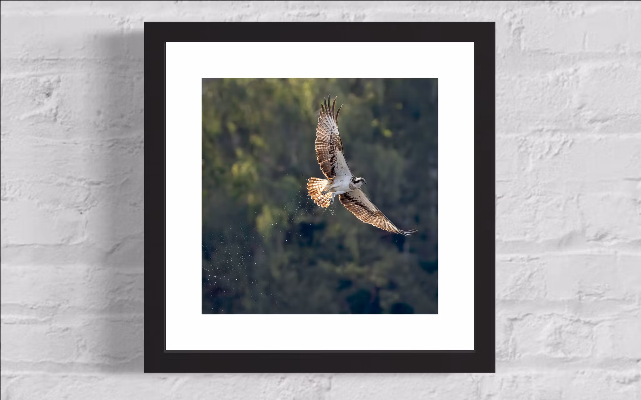 Fiskgjuse 2 - Fineart