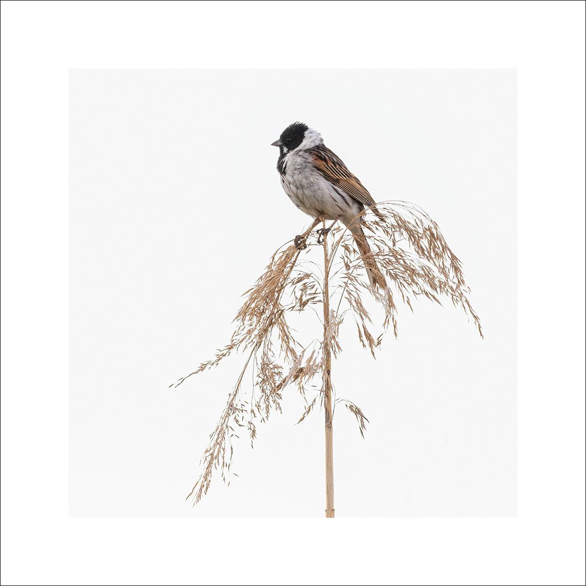Sävsparv 1 - Fineart