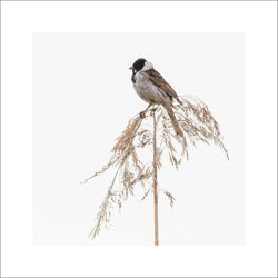 Sävsparv 1 - Fineart