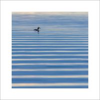 Skäggdopping 3 - Fineart