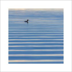 Skäggdopping 3 - Fineart