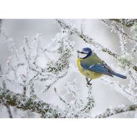Blåmes i vinterlandskap