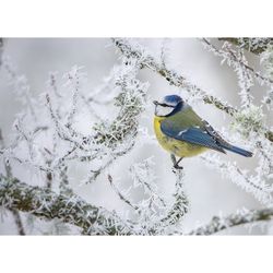 Blåmes i vinterlandskap