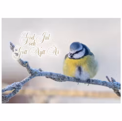Julkort - Blåmes i kyla