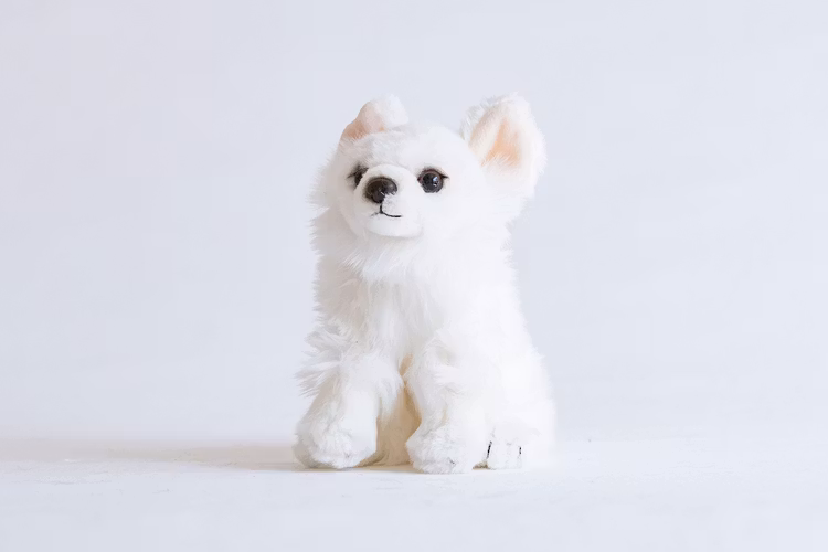 Chihuahua Vit
