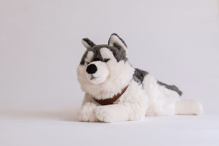 Husky med sele