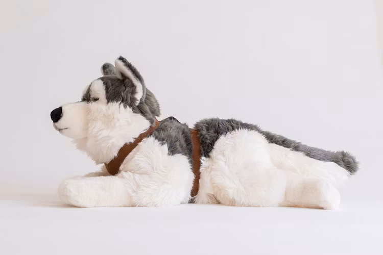 Husky med sele