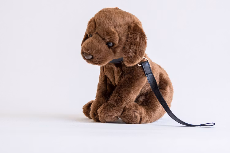 Labrador med koppel