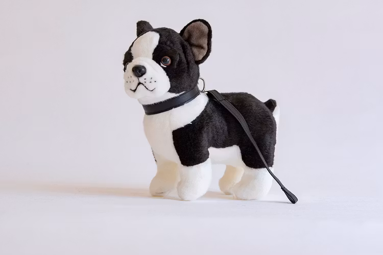 Boston Terrier