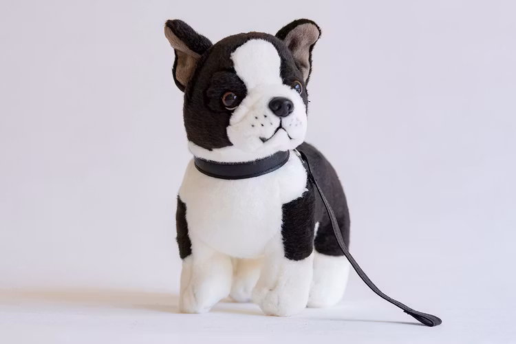 Boston Terrier